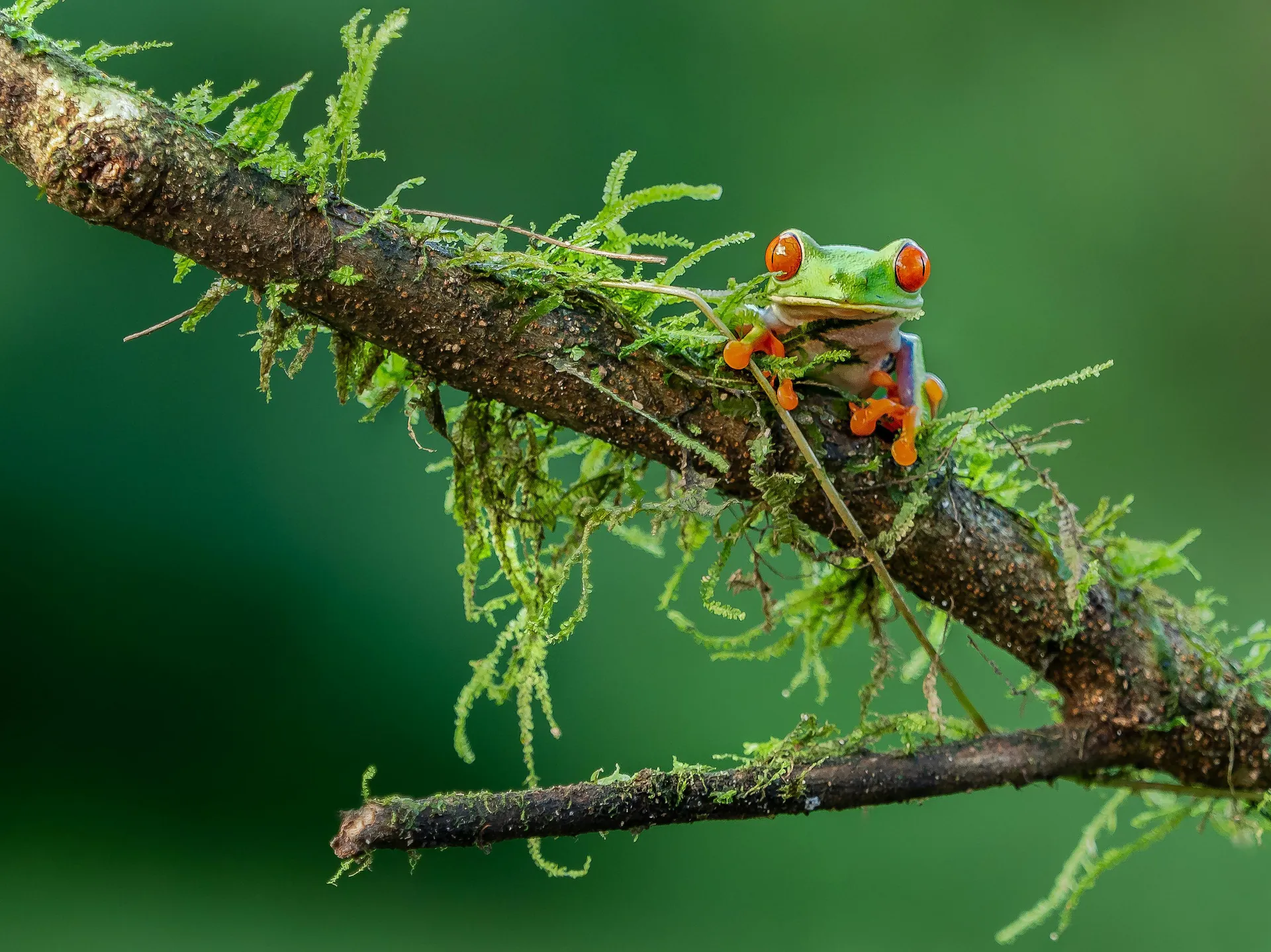Red-eyed tree frog perched on a moss-covered branch in Costa Rica's lush forest.